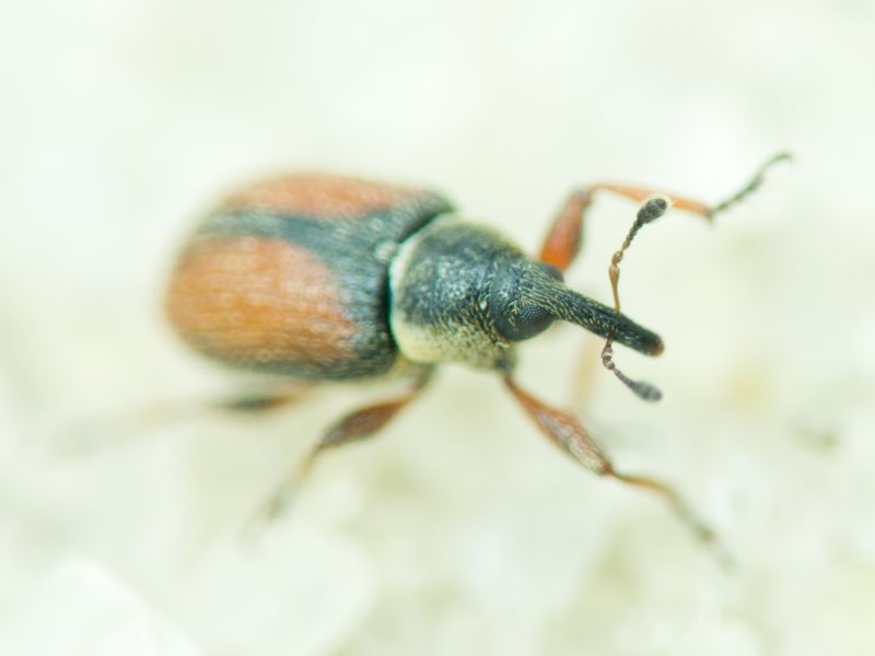 Gymnetron beccabungae Linnaeus, 1761